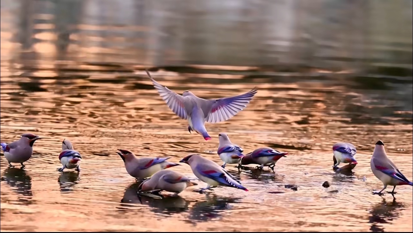 听,北海太液池中“吉祥鸟”在开会! 听,北海太液池中“吉祥鸟”在开会!