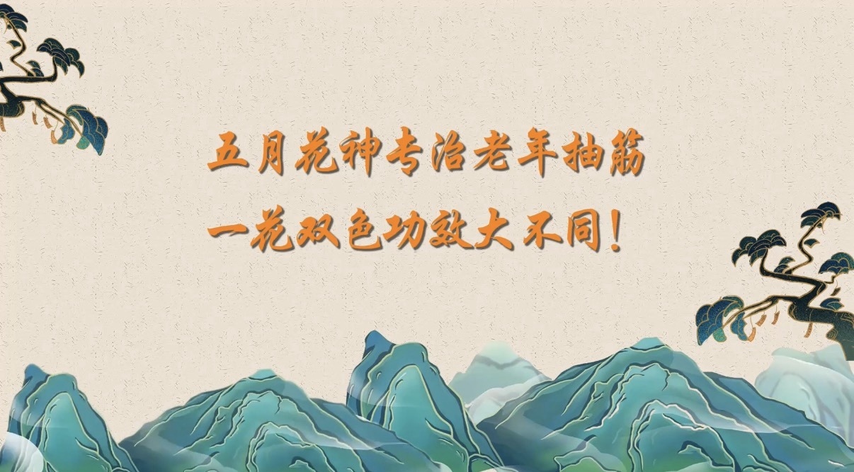 五月花神专治老年抽筋一花双色功效大不同！