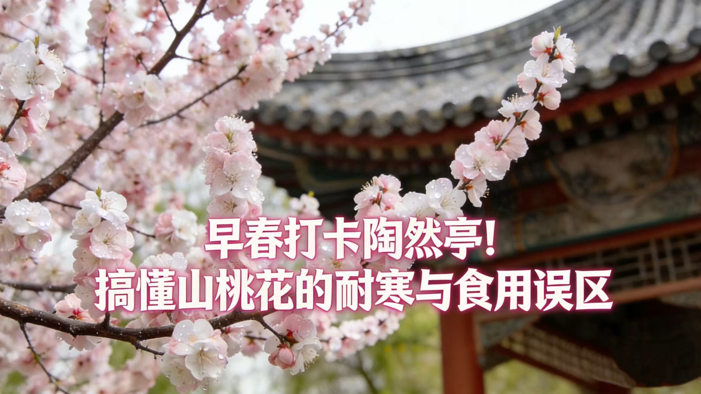 早春打卡陶然亭！搞懂山桃花的耐寒与食用误区