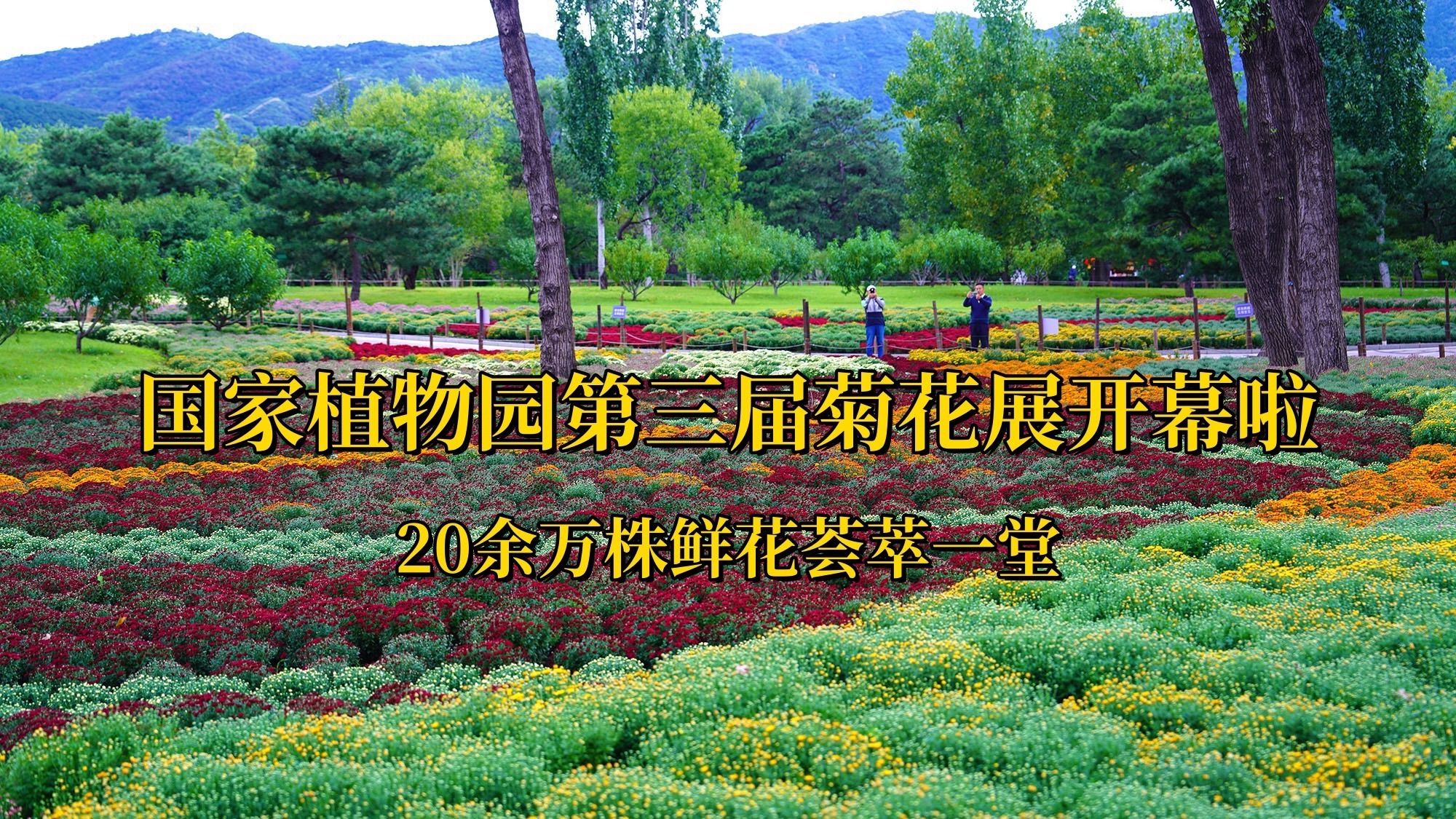 国庆假期 到国家植物园赏金秋菊海 国庆假期 到国家植物园赏金秋菊海