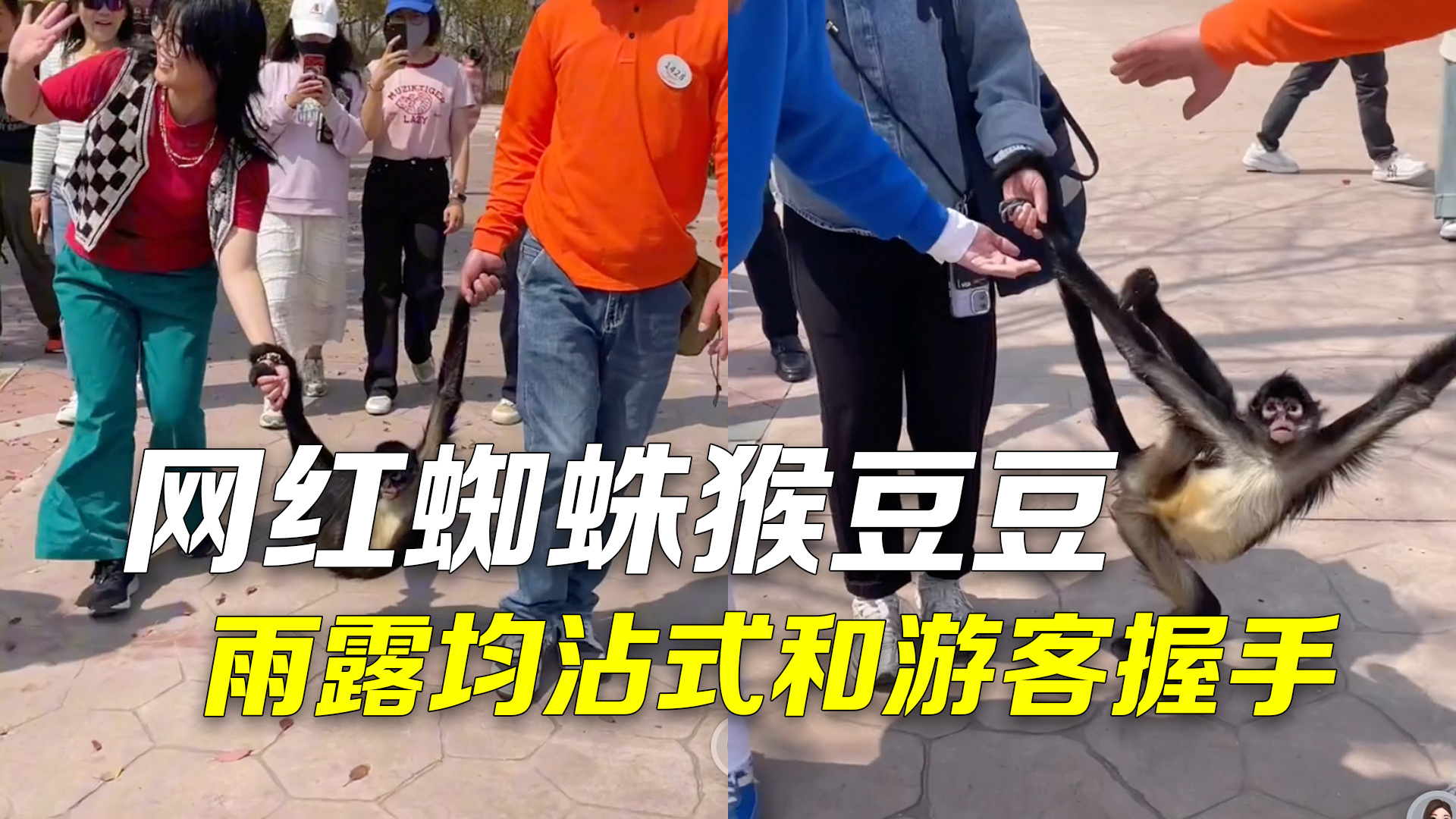 蜘蛛猴豆豆雨露均沾式和游客握手荡秋千 网友:真E猴,给足情绪价值! 蜘蛛猴豆豆雨露均沾式和游客握手荡秋千 网友:真E猴,给足情绪价值!