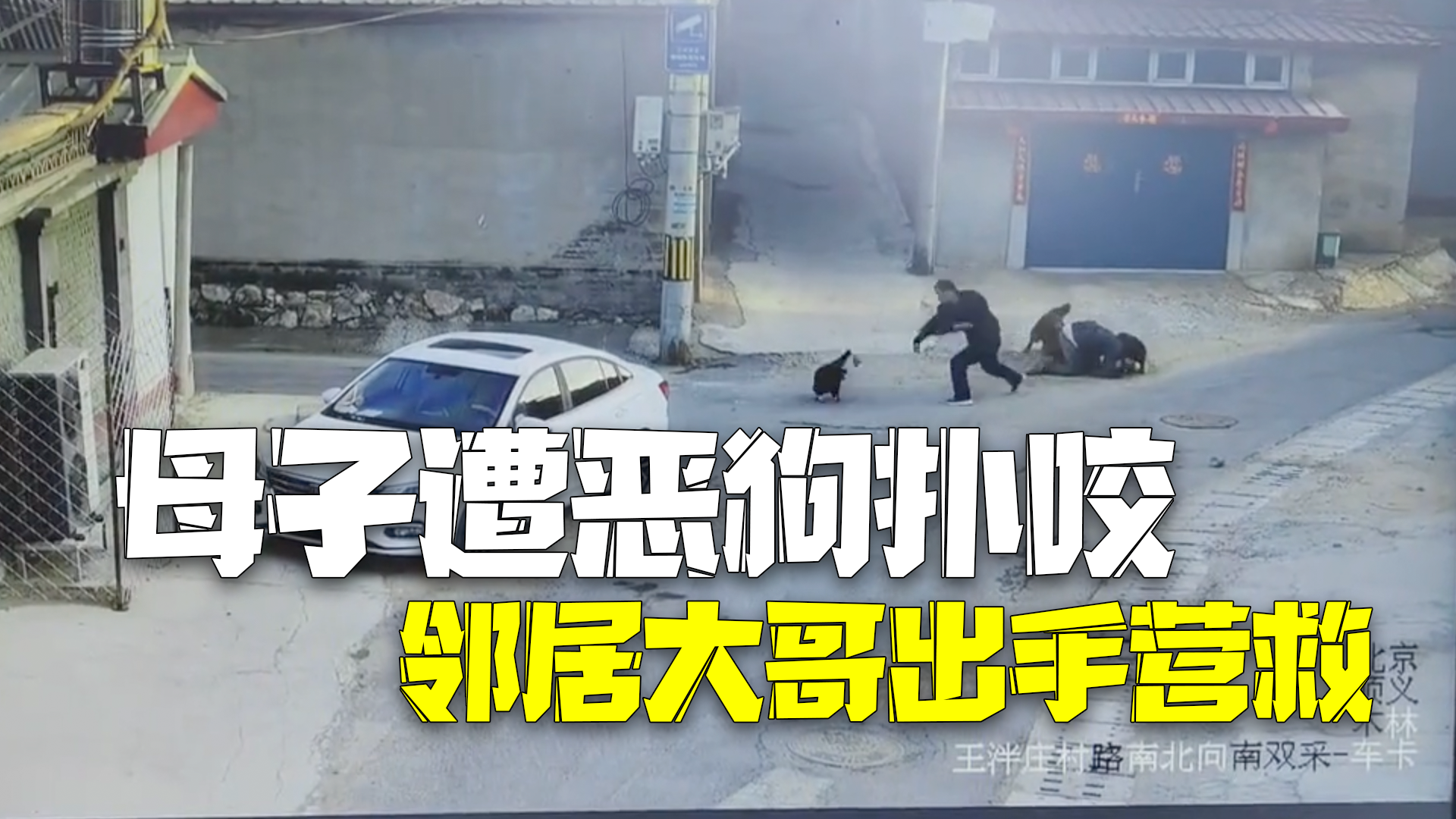 女子带孩子遭两条恶狗扑咬 危机时刻邻居大哥冲上营救 村委会：大人受伤，派出所已介入