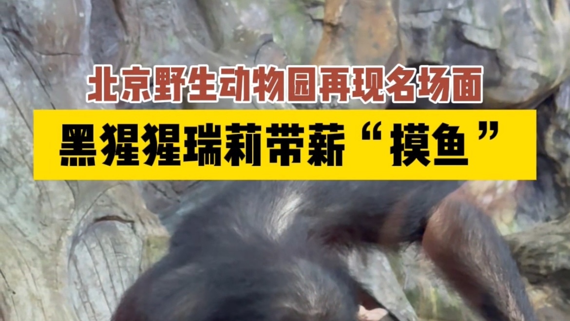 万物皆有灵！北野黑猩猩瑞莉带薪“摸鱼”