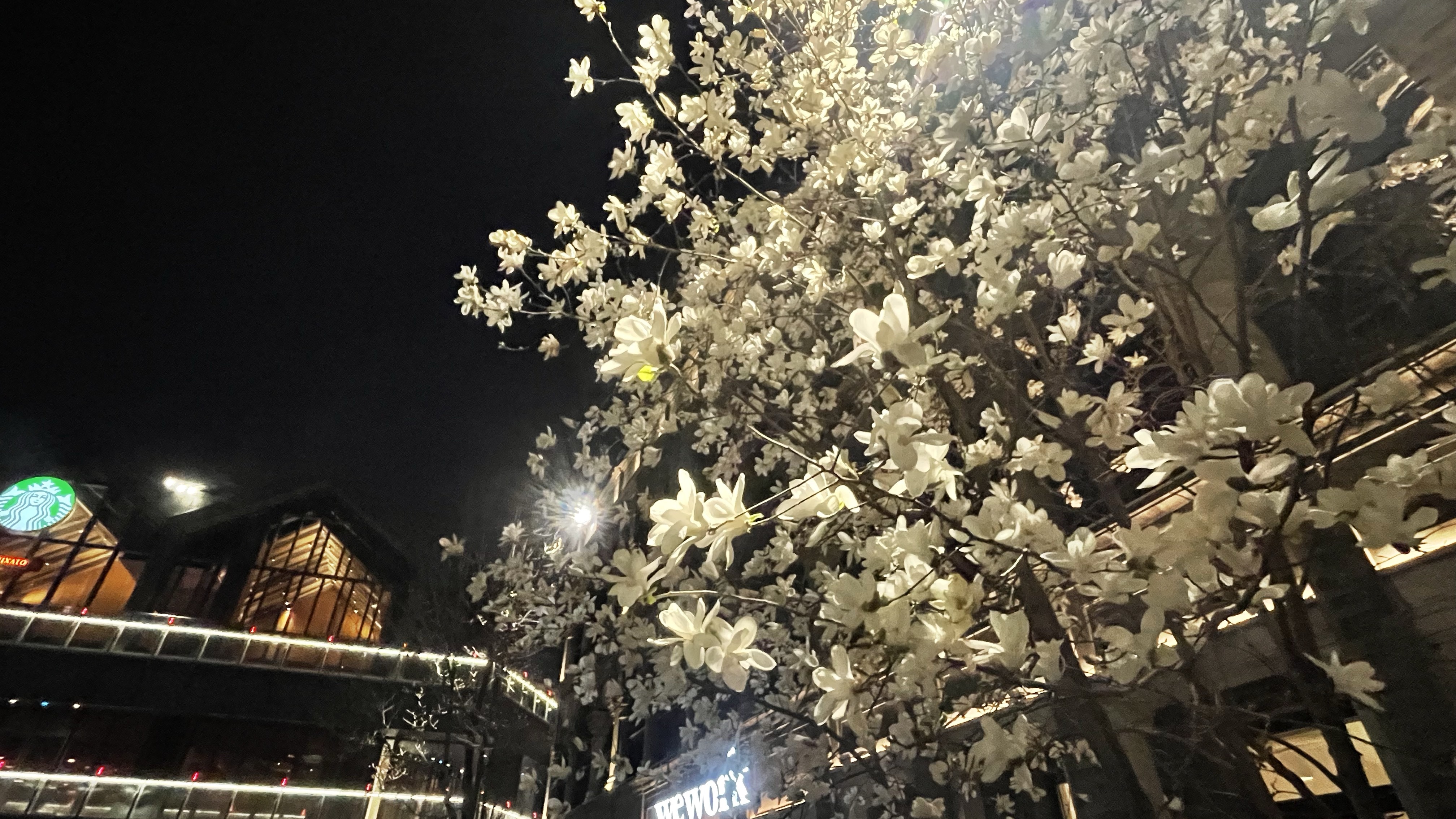 春夜玉兰 一树皎白 美就在抬头可见的枝头