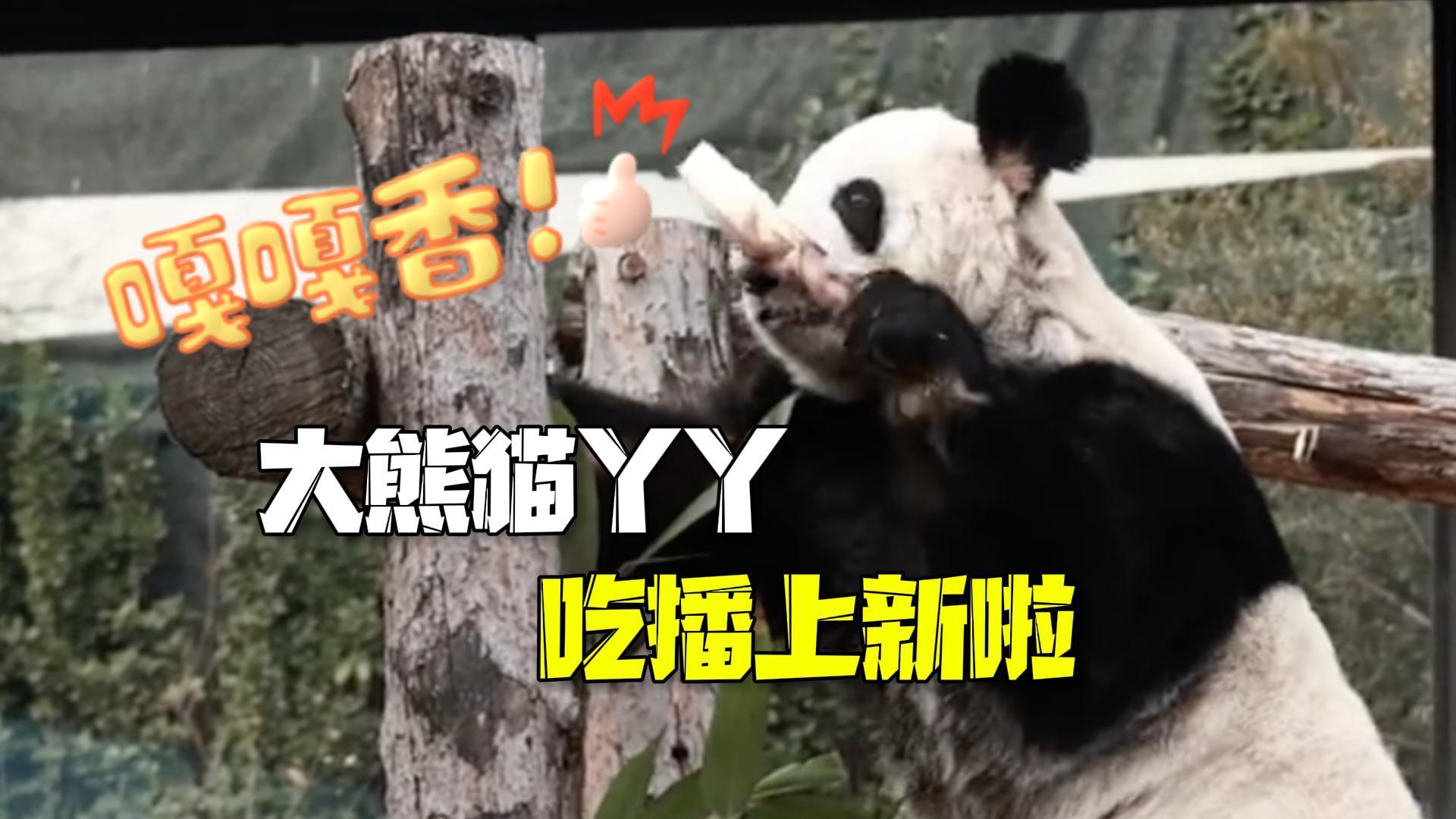 大熊猫丫丫周五吃播上新~单手高处轻松够笋 大熊猫丫丫周五吃播上新~单手高处轻松够笋