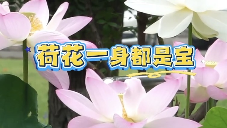 夏日养生正当时 荷花一身都是宝
