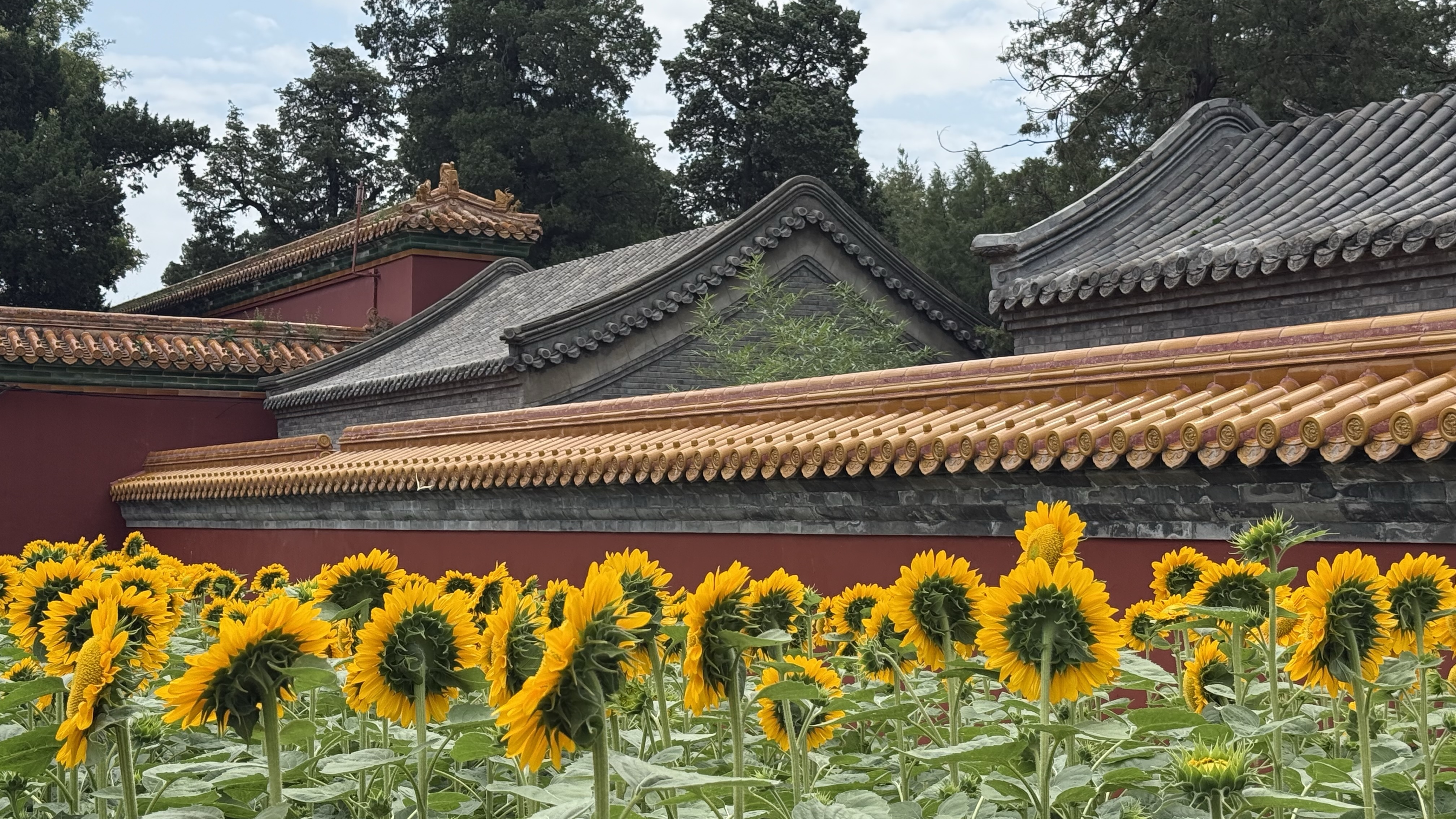 中轴线上种向日葵 这瓜子儿你肯定没嗑过吧？