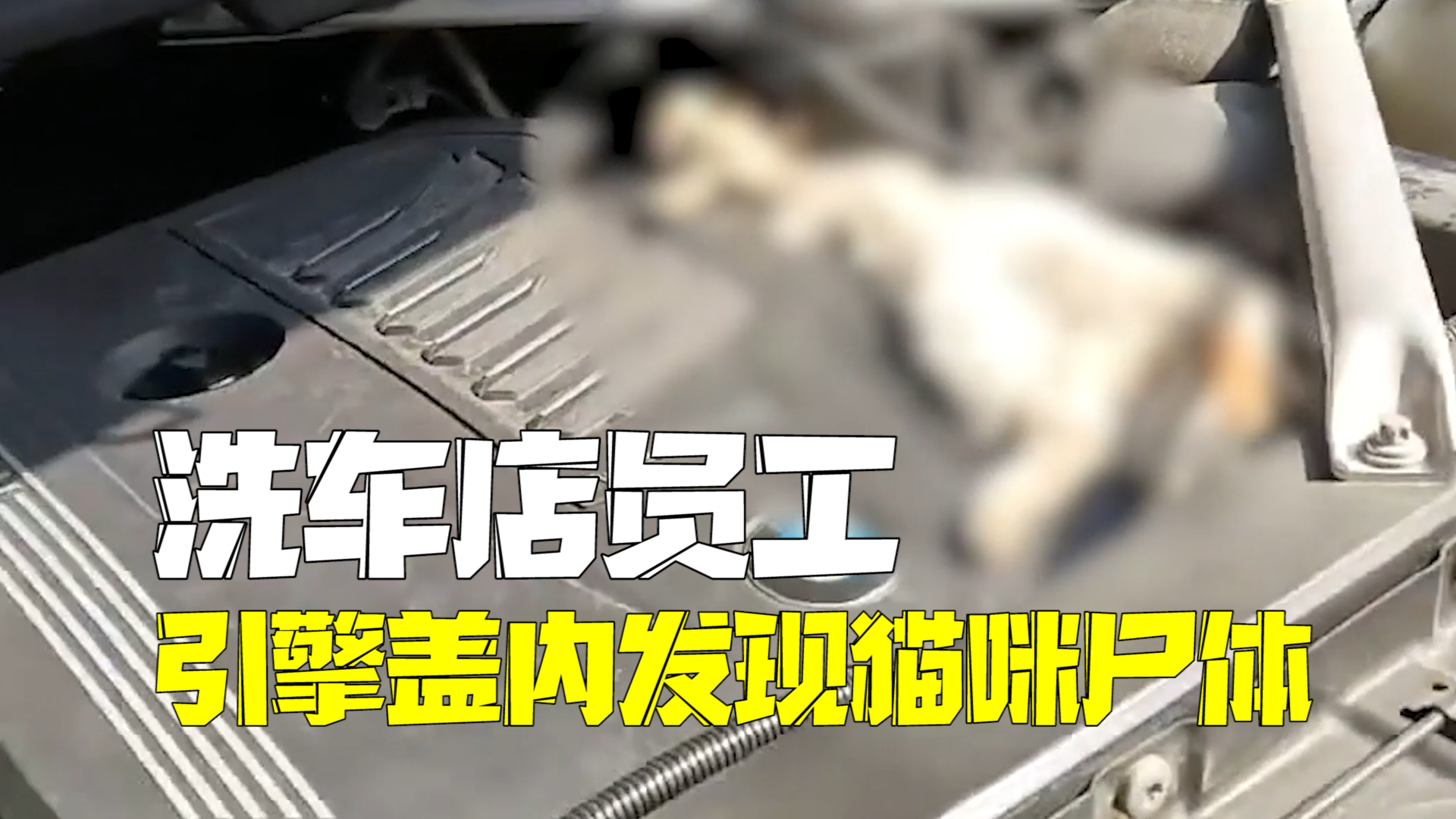洗车店员工洗车时闻到异味 引擎盖内发现腐烂猫咪尸体 洗车店员工洗车时闻到异味 引擎盖内发现腐烂猫咪尸体
