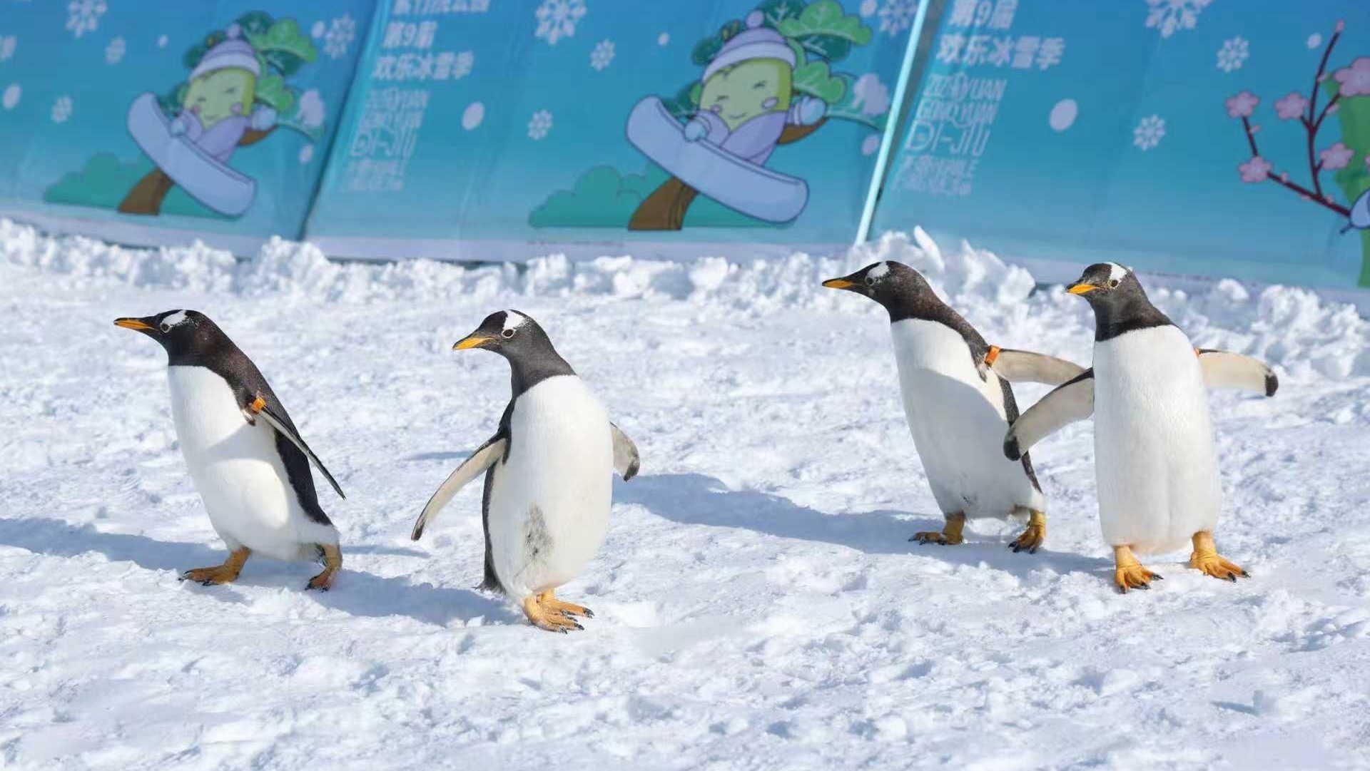 紫竹院第九届欢乐冰雪季启幕