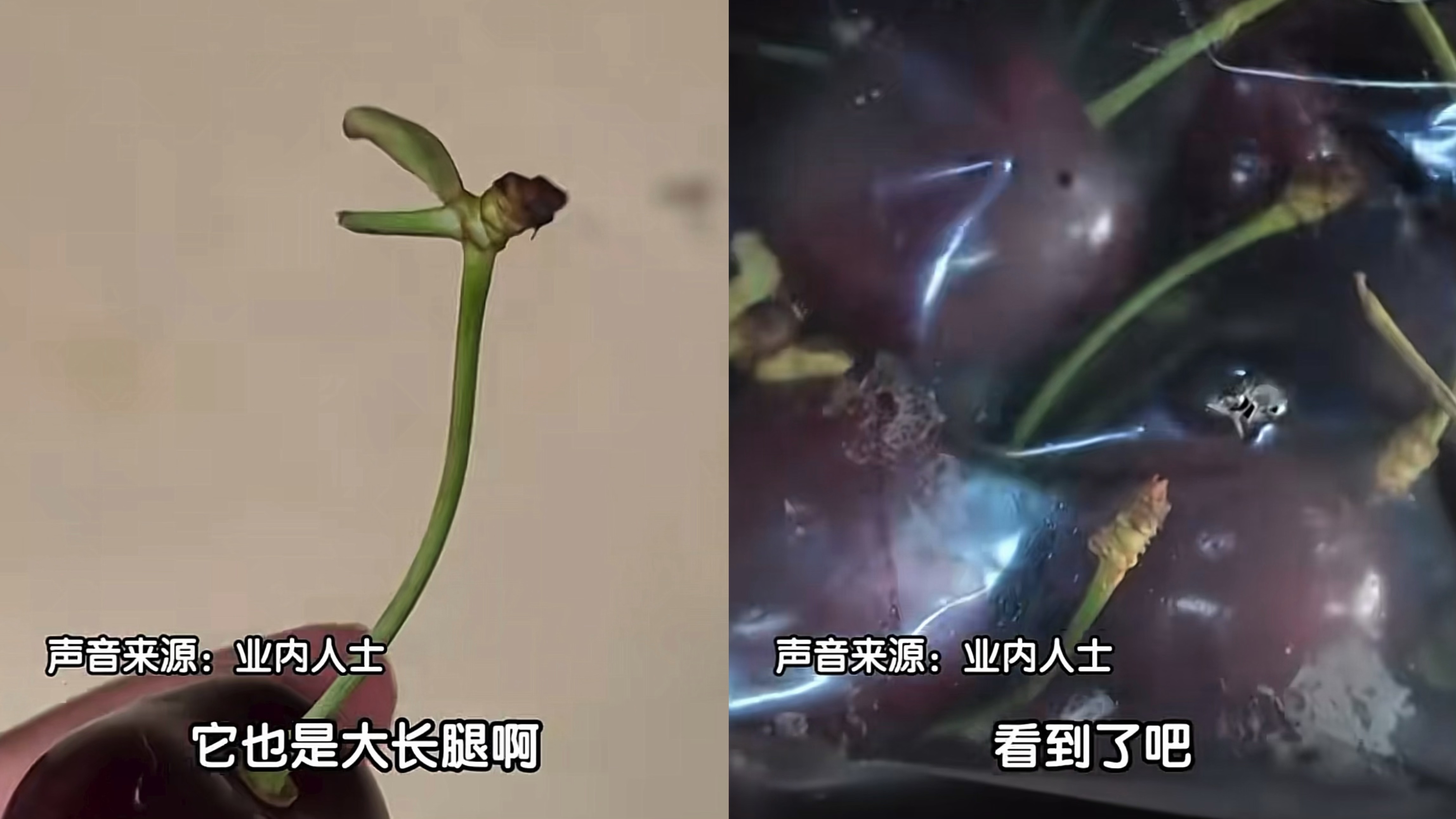 车厘子选购攻略!都是“大长腿”有的纯甜有的酸甜 车厘子选购攻略!都是“大长腿”有的纯甜有的酸甜