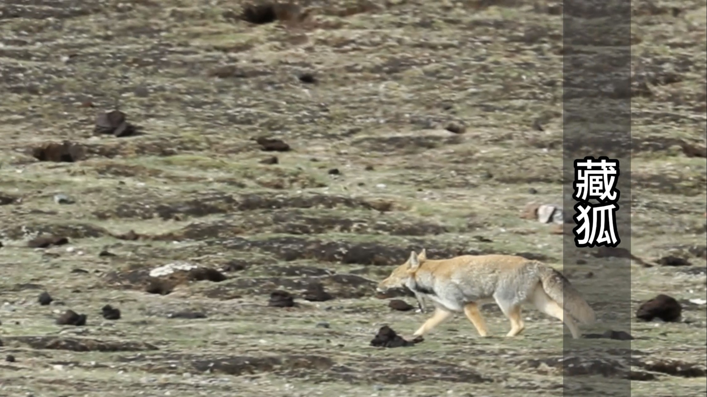 裂嘴极限挑战!藏狐的饥饿美学 裂嘴极限挑战!藏狐的饥饿美学
