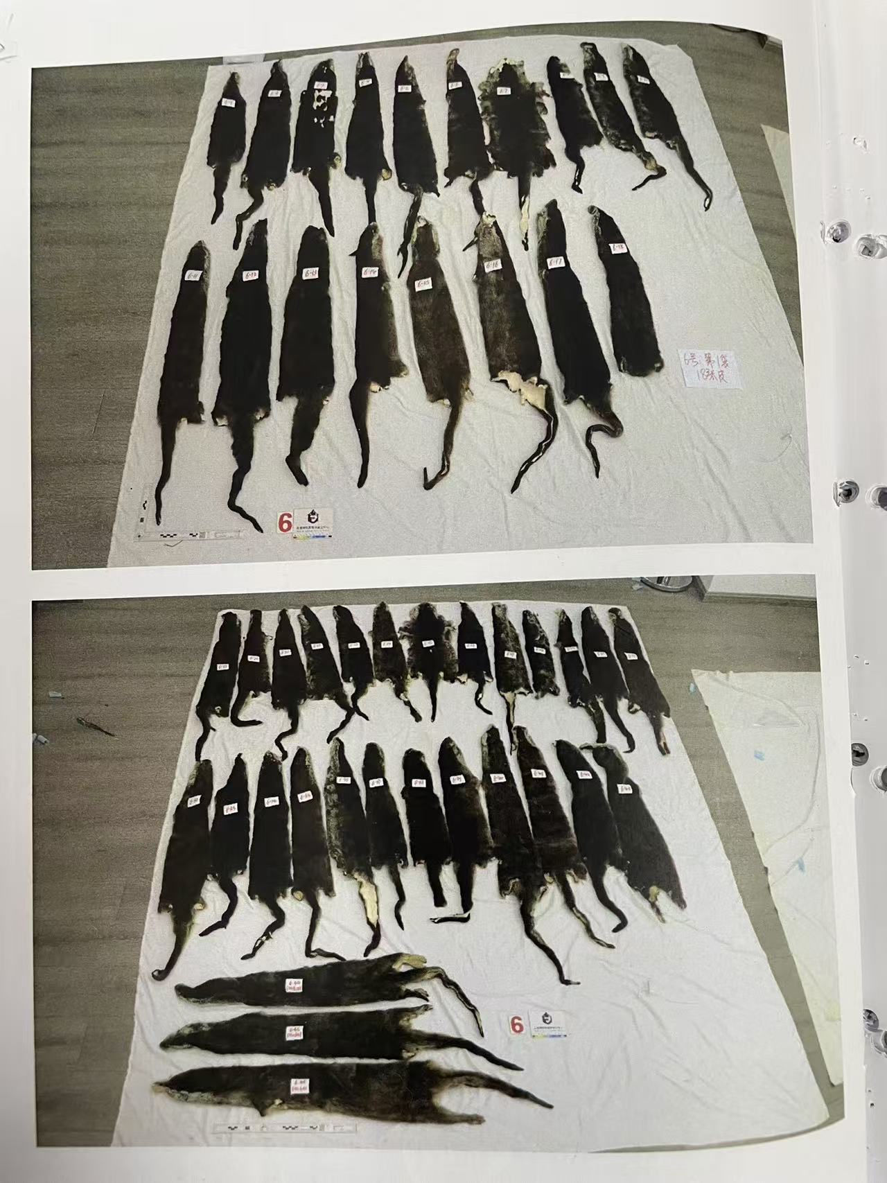 女子“抱猫入境”被抓?!竟然是因为…… 女子“抱猫入境”被抓?!竟然是因为……