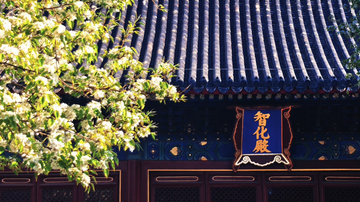 春日顶流一秒沦陷!当600年古寺遇上梨花雨!藏着北京最美春天_北京时间