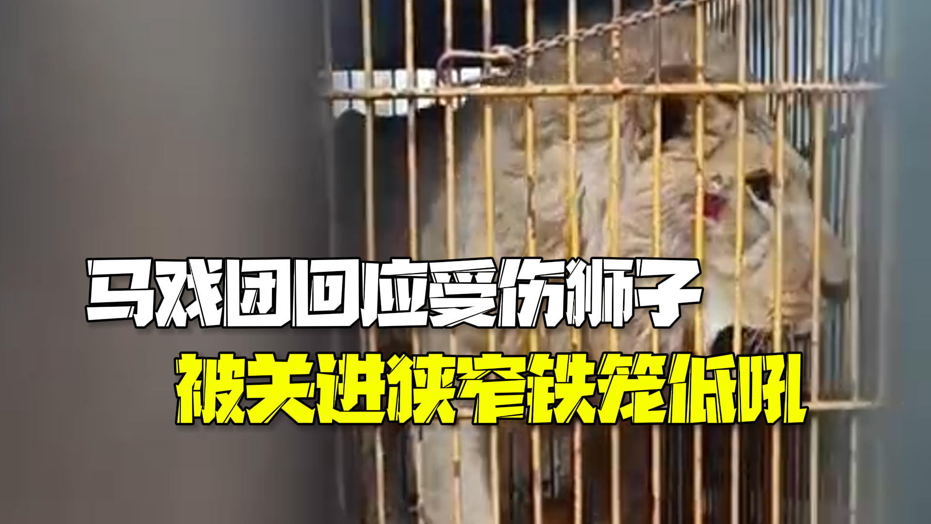 马戏团回应受伤狮子被关进狭窄铁笼低吼：自己撞伤的，笼子已经是最大
