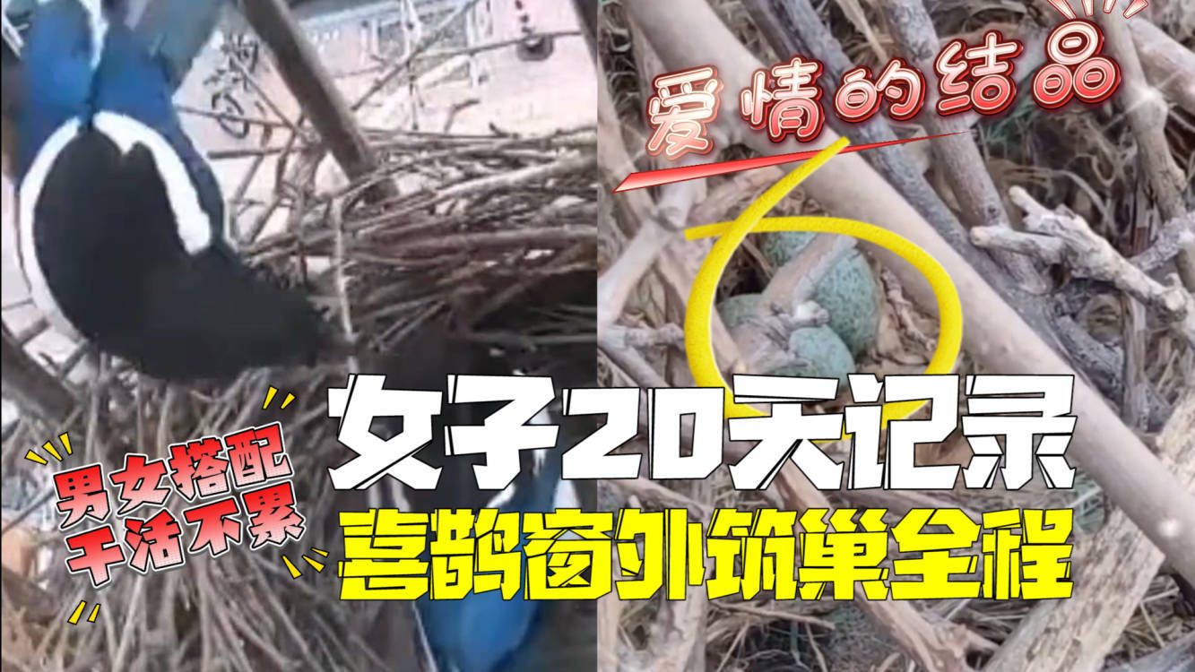 女子记录喜鹊窗外筑巢全过程:20多天完成,堪称动物建筑师 女子记录喜鹊窗外筑巢全过程:20多天完成,堪称动物建筑师