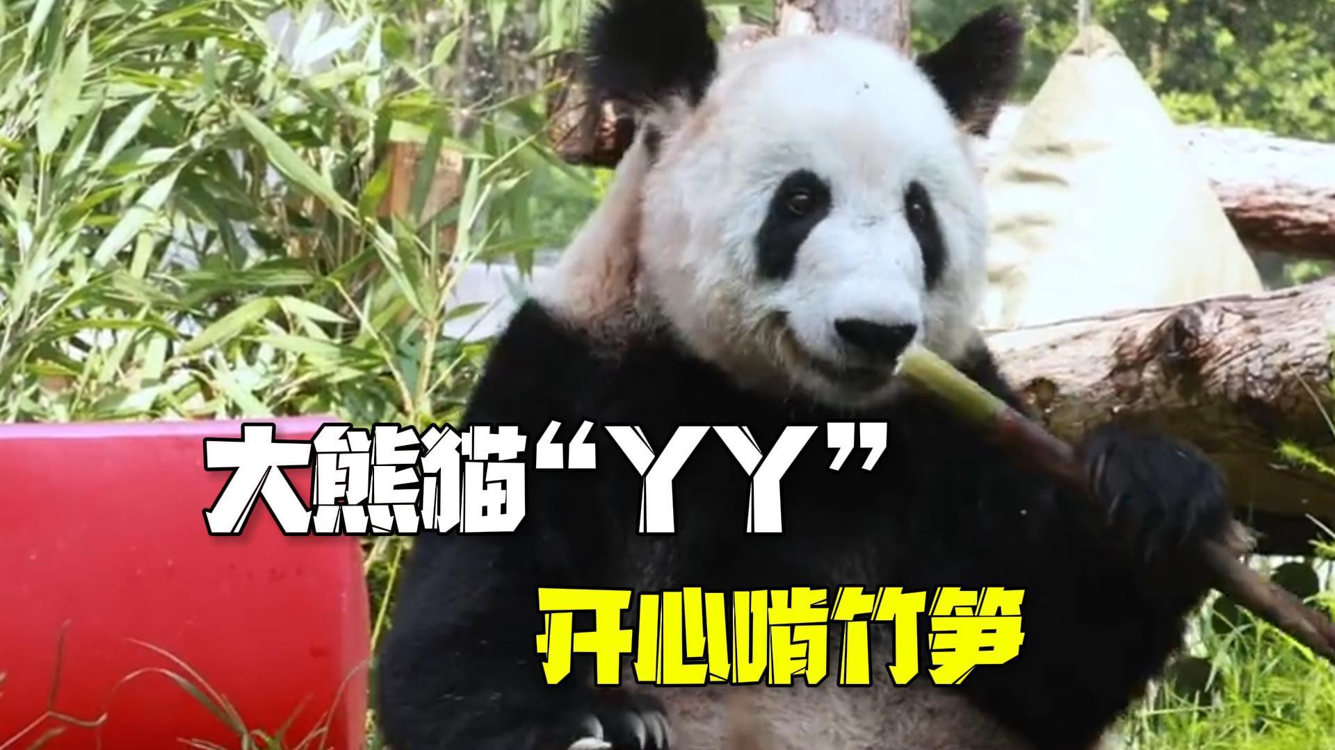 肉眼可见的胖了~大熊猫“丫丫”开心啃竹笋 肉眼可见的胖了~大熊猫“丫丫”开心啃竹笋