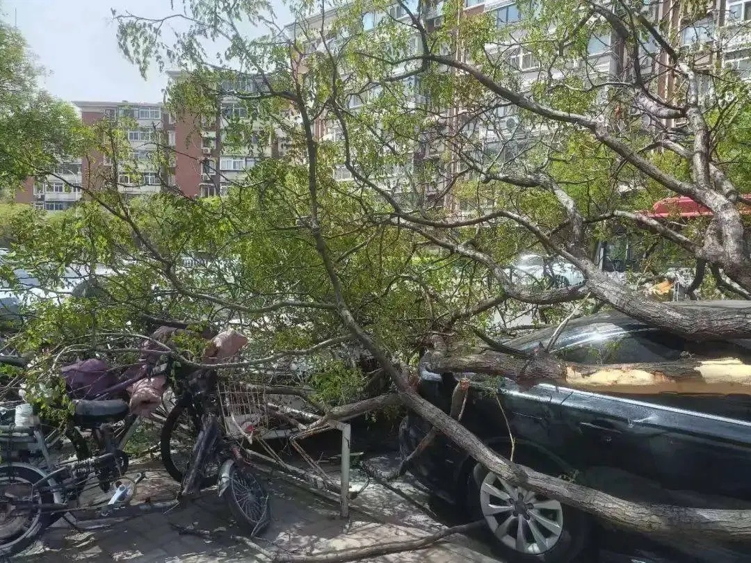 北京大风吹倒843棵树,倒伏树木全部处置完毕 北京大风吹倒843棵树,倒伏树木全部处置完毕