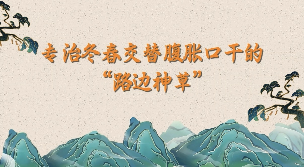 专治冬春交替腹胀口干的“路边神草” 专治冬春交替腹胀口干的“路边神草”