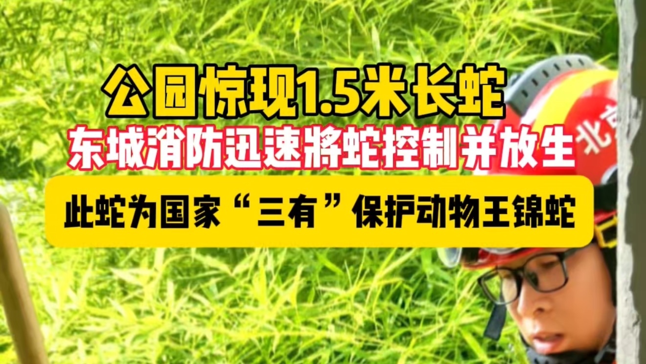 公园惊现1.5米长蛇！东城消防迅速出动