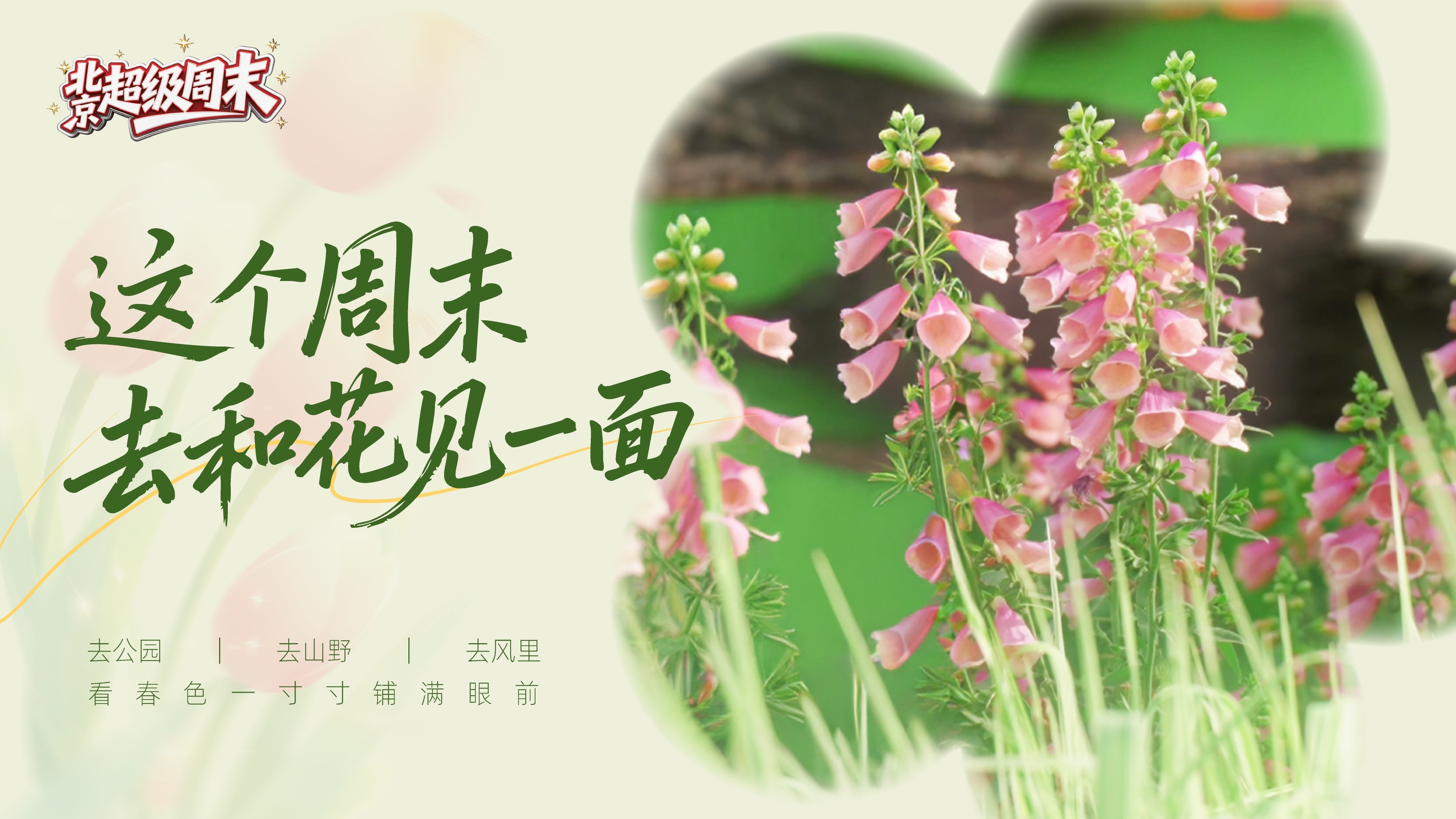 京城春日正好，等你这个周末来赏花赴约！跟着我，60秒纵览北京繁花