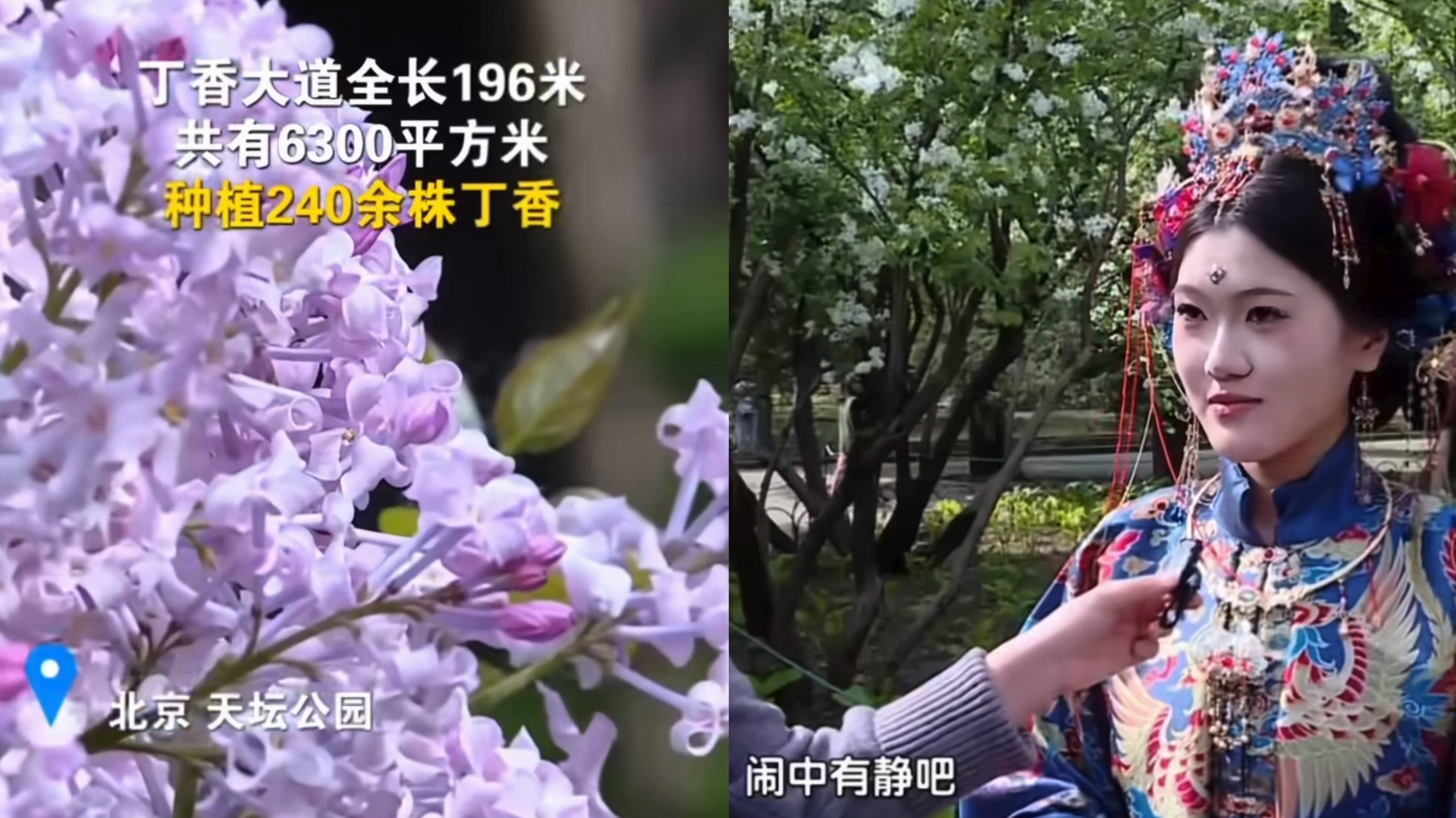 跟着“天坛奖”去寻芳，邂逅天坛公园196米丁香大道