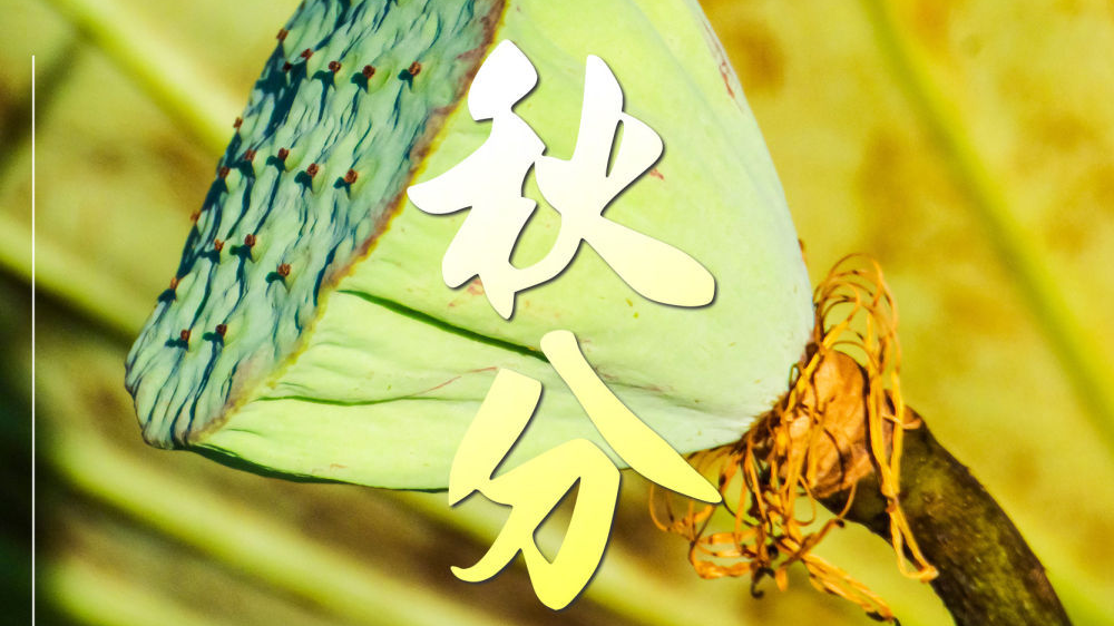 今日秋分,也是第7个中国农民丰收节!愿所有耕耘都有满满收获 今日秋分,也是第7个中国农民丰收节!愿所有耕耘都有满满收获