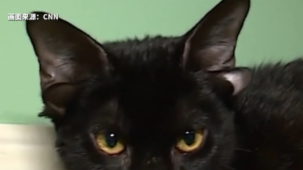 喵,美国“四只耳”黑猫求领养 喵,美国“四只耳”黑猫求领养