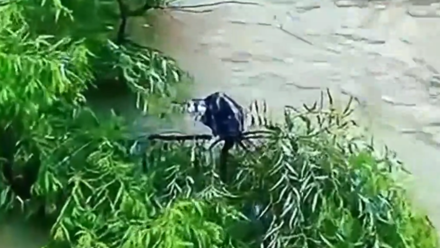 小猫被洪水困在江心两天 热心市民用无人机成功将小猫救出