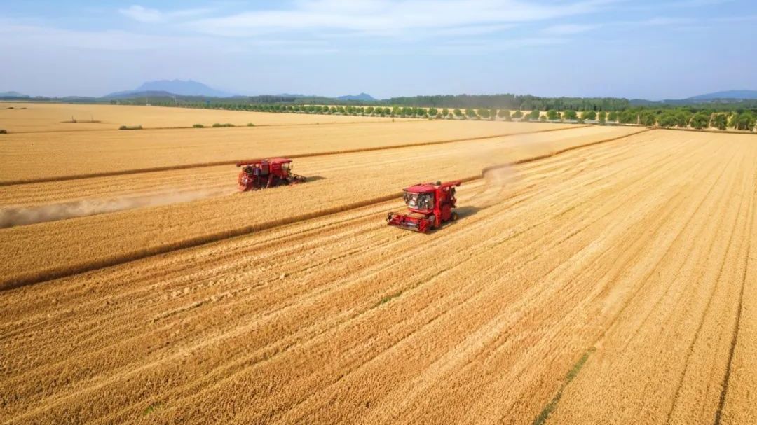 我区粮食单产首次超400公斤 我区粮食单产首次超400公斤