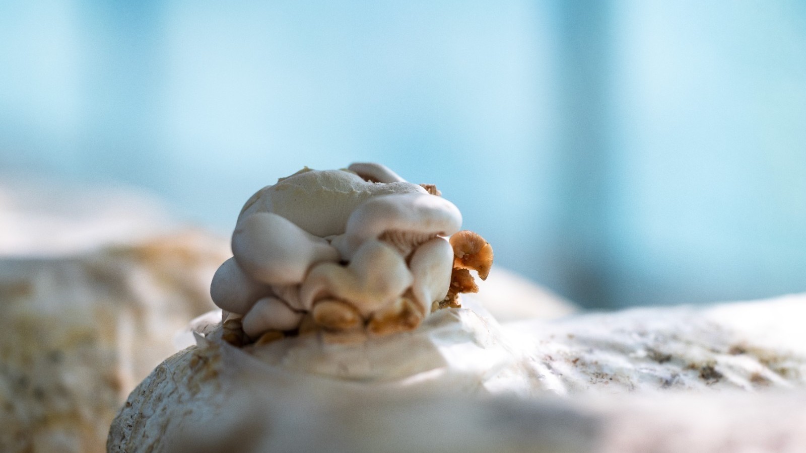 林下“宝藏”多 菇香满村郭 林下“宝藏”多 菇香满村郭