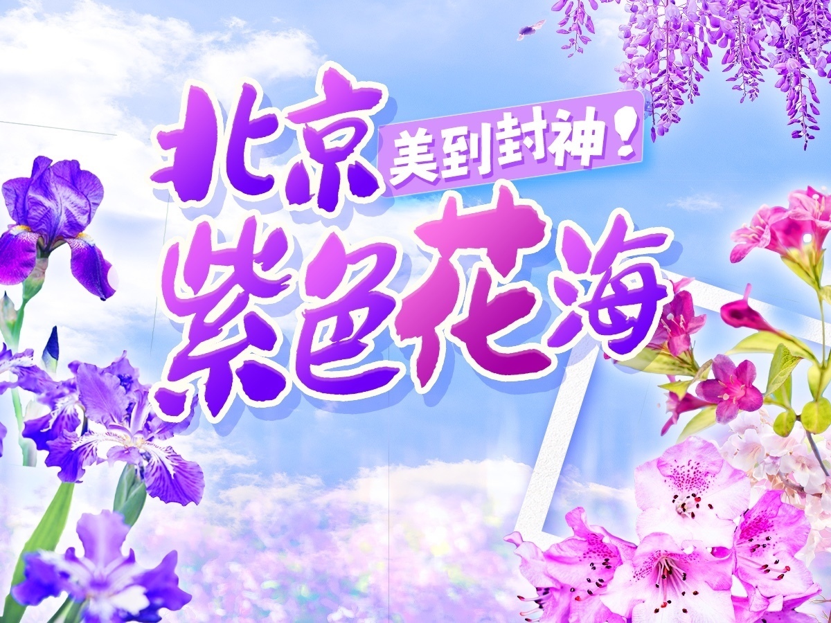 泡桐雨+紫藤瀑+二月兰花毯……北京紫色花海限定打卡攻略 泡桐雨+紫藤瀑+二月兰花毯……北京紫色花海限定打卡攻略