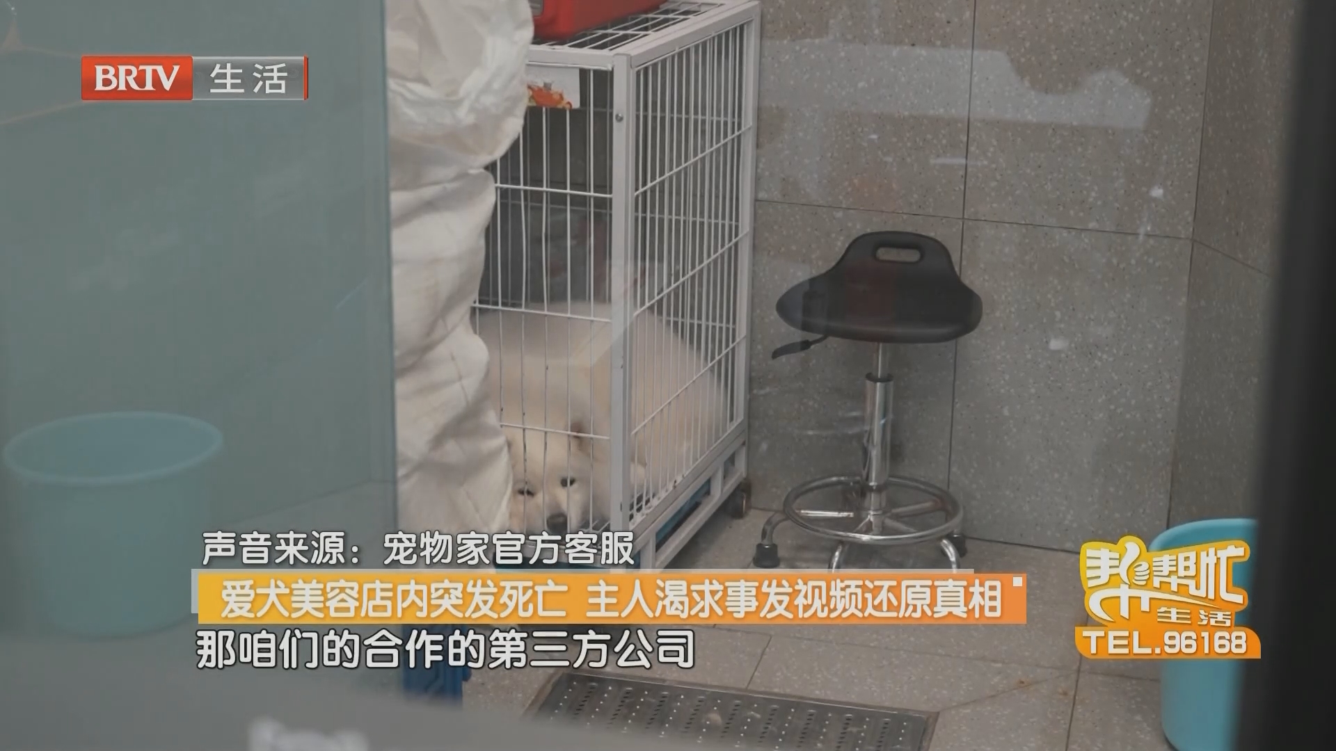 爱犬美容店内突发死亡 主人渴求事发视频还原真相（二）