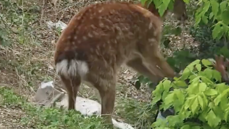 鹿妈妈舔小鹿引路人围观 一女生围观太近被鹿妈妈“无影脚”扑打 鹿妈妈舔小鹿引路人围观 一女生围观太近被鹿妈妈“无影脚”扑打