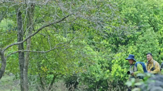 震撼！贵州溶洞发现地下反向森林