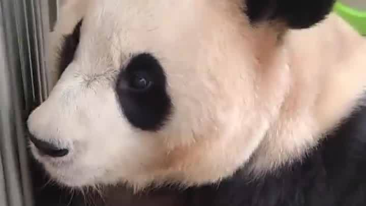 中国大熊猫保护研究中心：经初步检查，“福宝”体态外观无异常