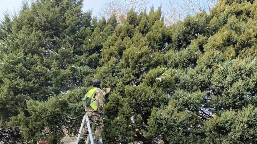 从源头控粉!怀柔区启动花粉治理工作,小程序一键查浓度—— 从源头控粉!怀柔区启动花粉治理工作,小程序一键查浓度——