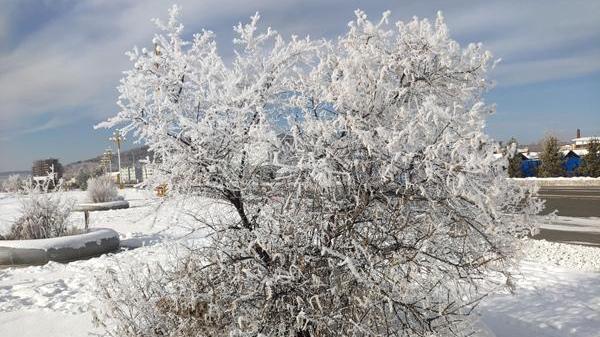 沙漠也有雾凇？全国雾凇地图出炉 四大场景解锁别样冰雪奇缘