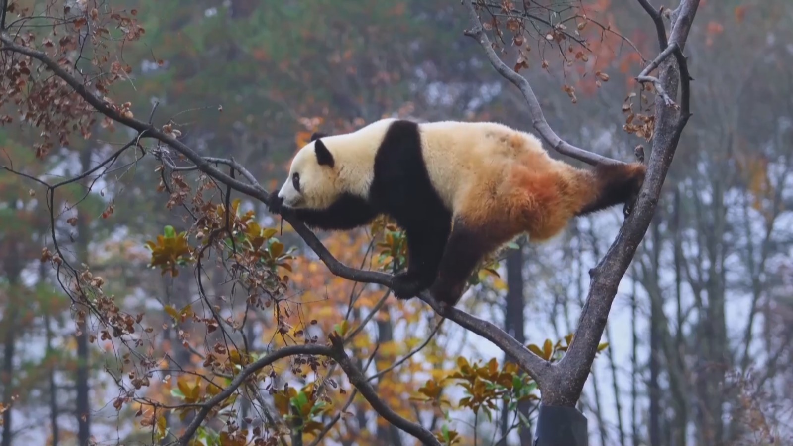 太可爱啦!大熊猫爬树尽显“婀娜多姿” 太可爱啦!大熊猫爬树尽显“婀娜多姿”