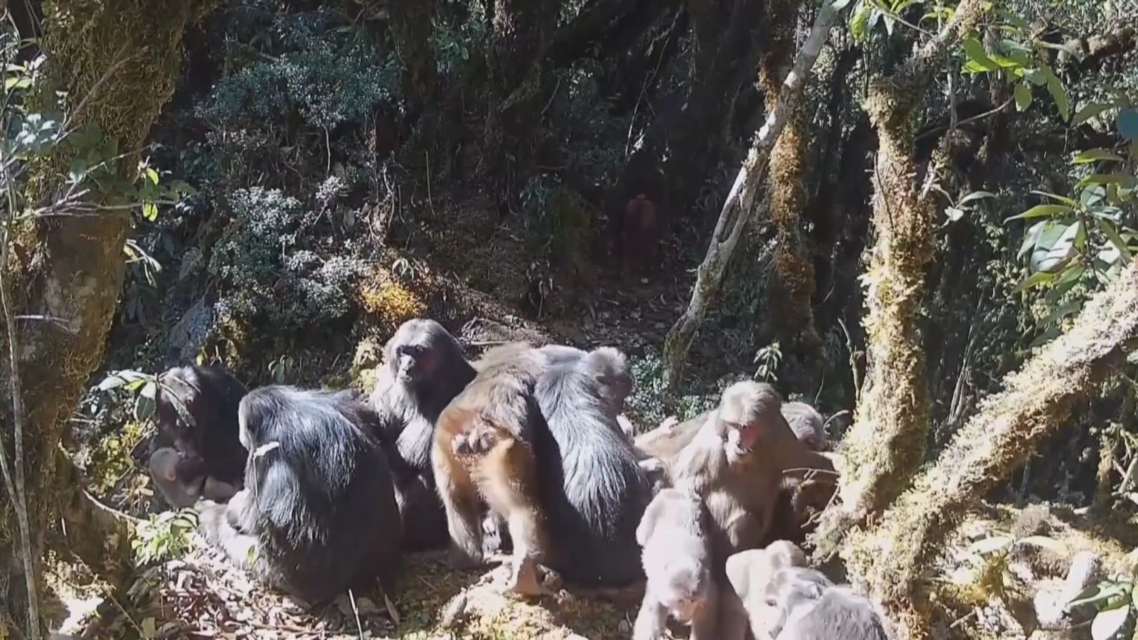 短尾猴家族哀牢山里享春光晒太阳