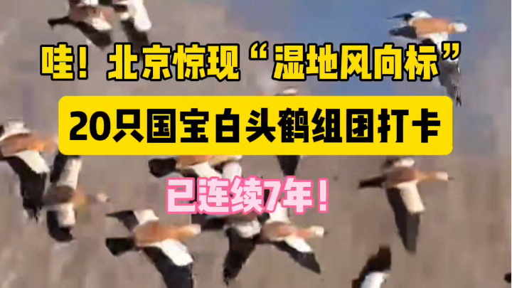 哇!北京惊现“湿地风向标”,20只国宝组团打卡,已连续7年! 哇!北京惊现“湿地风向标”,20只国宝组团打卡,已连续7年!