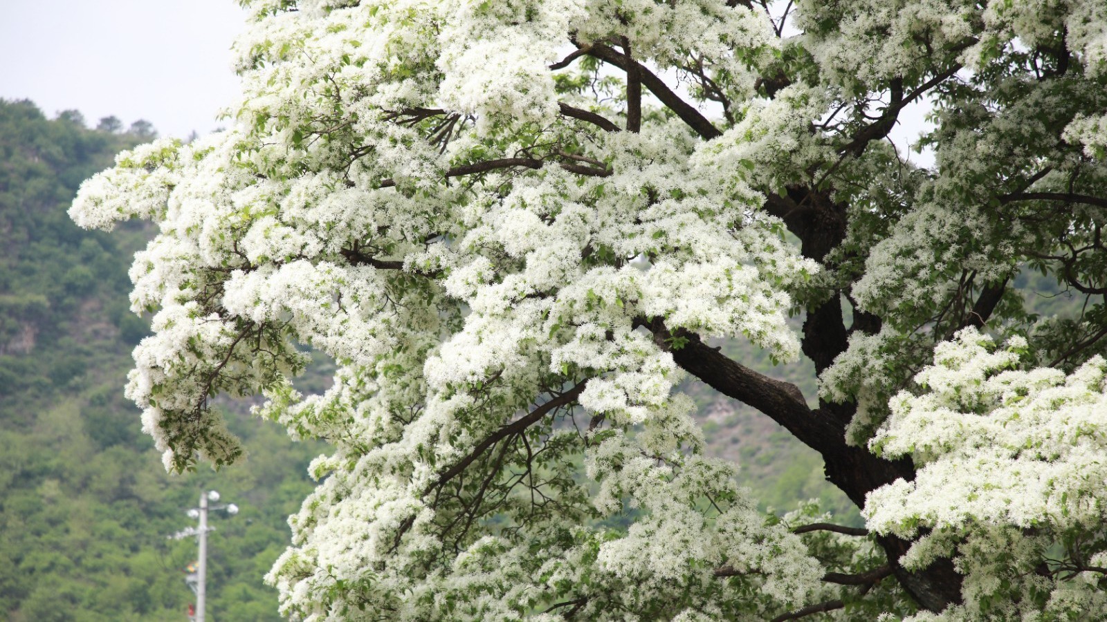 密云新城子580年古流苏树迎来最美花期