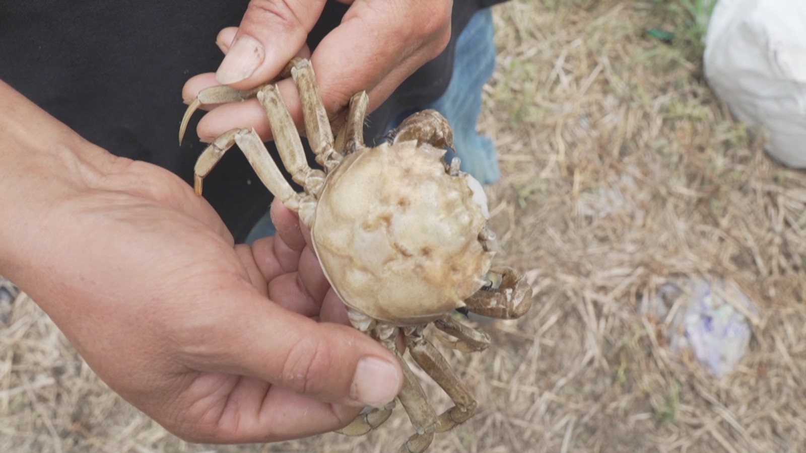 “六月黄”太湖蟹新鲜上市!新品种“白玉蟹”能透过壳看到黄 “六月黄”太湖蟹新鲜上市!新品种“白玉蟹”能透过壳看到黄