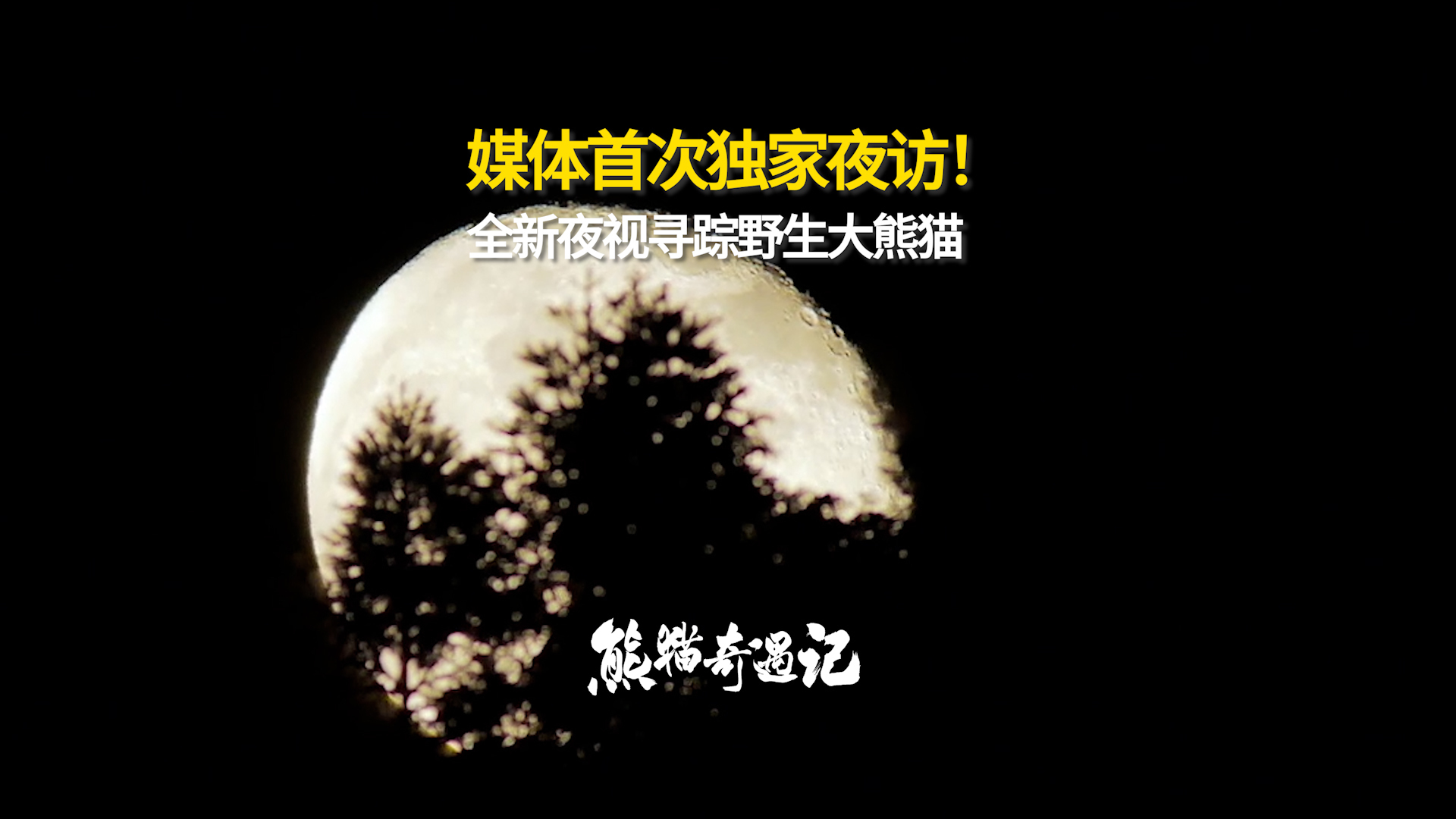 独家画面！全新夜视寻踪野生大熊猫！_北京时间