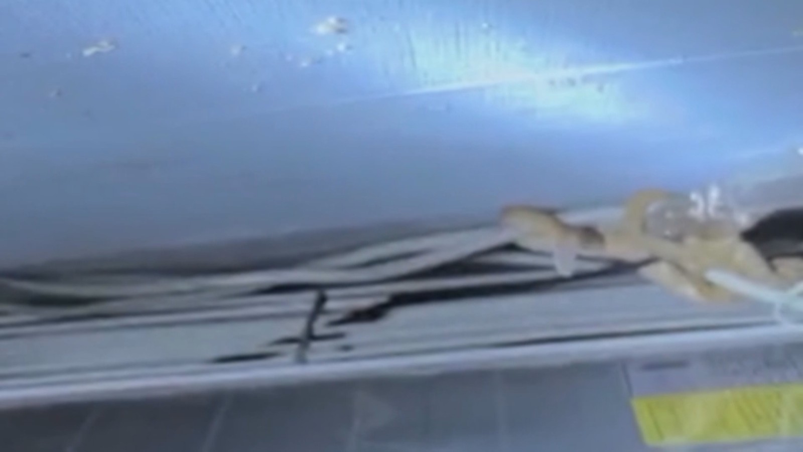 蛋糕店惊现“不速之客” 店主吓出冷汗急求援 蛋糕店惊现“不速之客” 店主吓出冷汗急求援