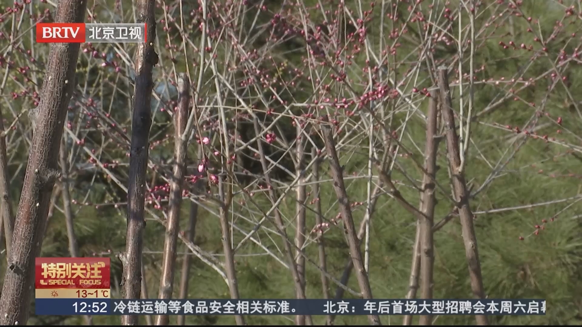 春天到园博园种“桃花”!2000多棵山桃树静待您认种认养 春天到园博园种“桃花”!2000多棵山桃树静待您认种认养