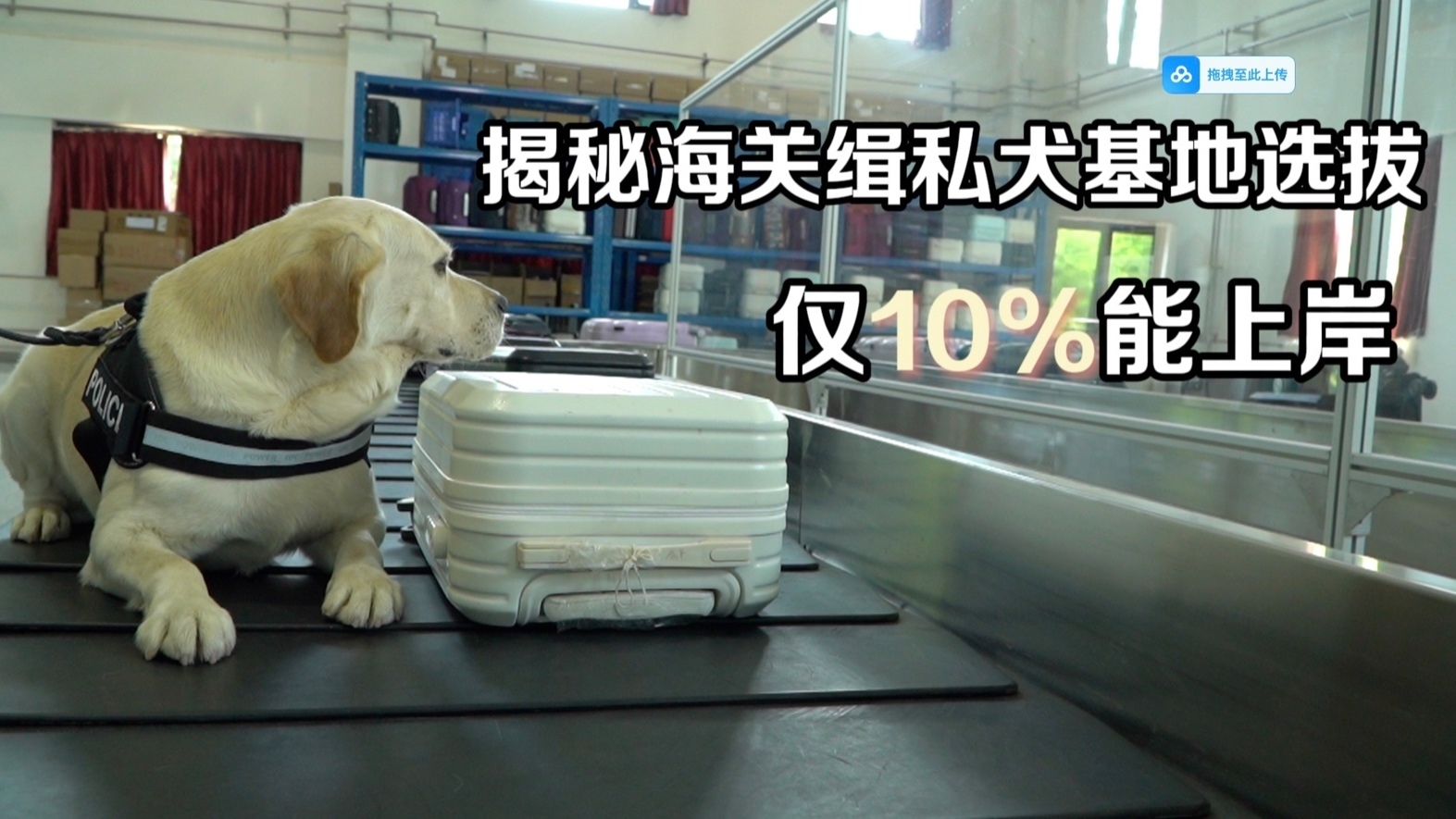 揭秘海关缉私犬基地选拔：仅10%能上岸