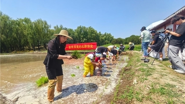 圆明园京西稻插秧实践活动暨全产业链实践基地揭牌活动成功举行