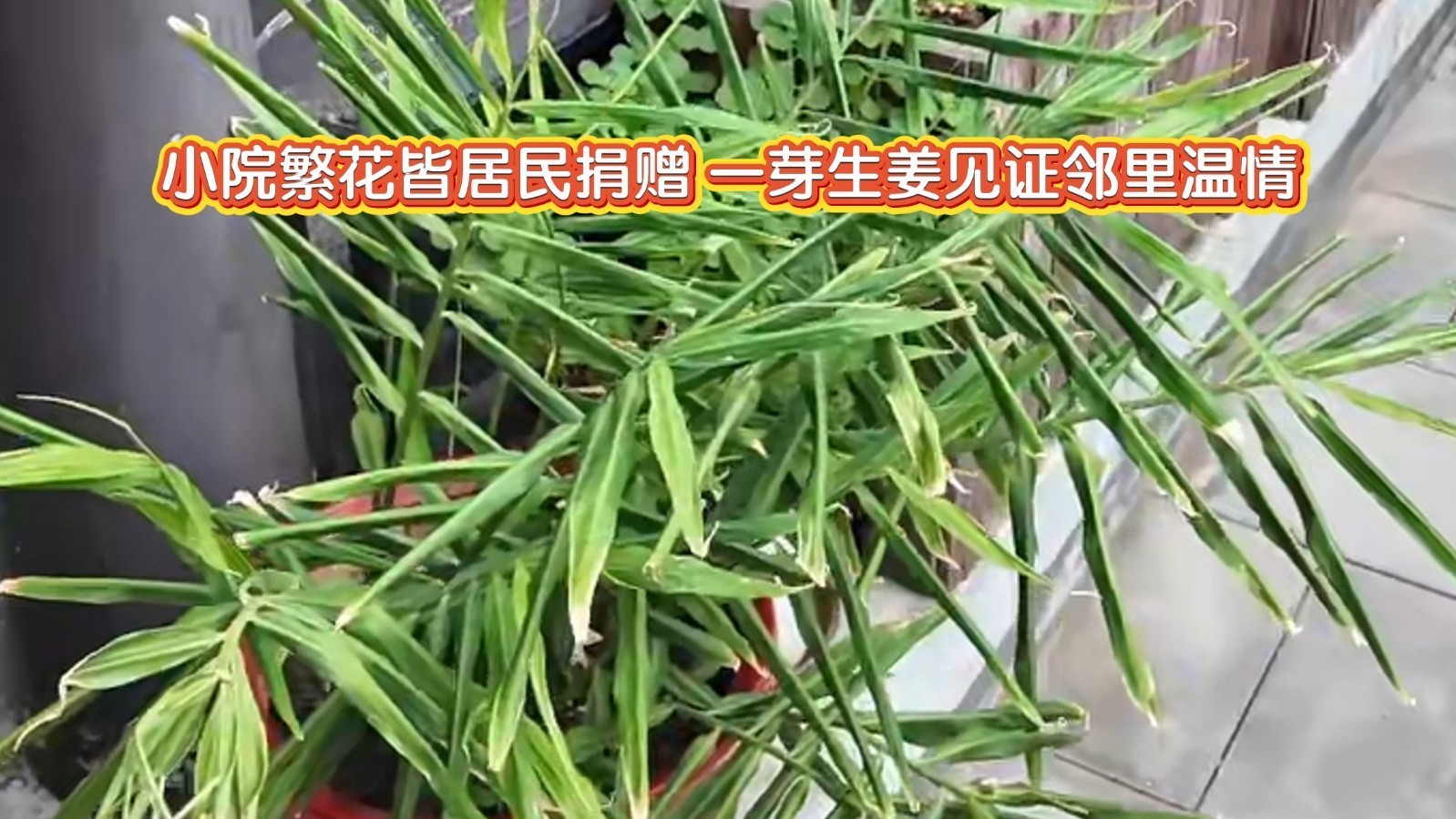 小院繁花皆居民捐赠 一芽生姜见证邻里温情 小院繁花皆居民捐赠 一芽生姜见证邻里温情