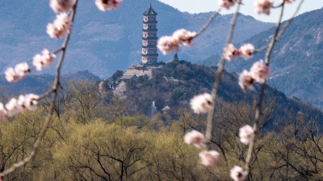 颐和园西提桃花盛放 进入最佳观赏期 颐和园西提桃花盛放 进入最佳观赏期