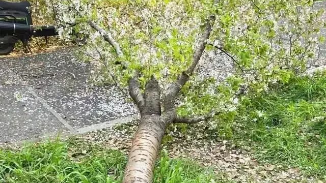 女子爬树压塌樱花树,当事人认错:愿意赔偿 女子爬树压塌樱花树,当事人认错:愿意赔偿